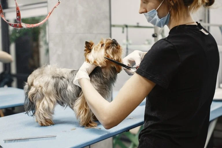 Pets Cleaning Services